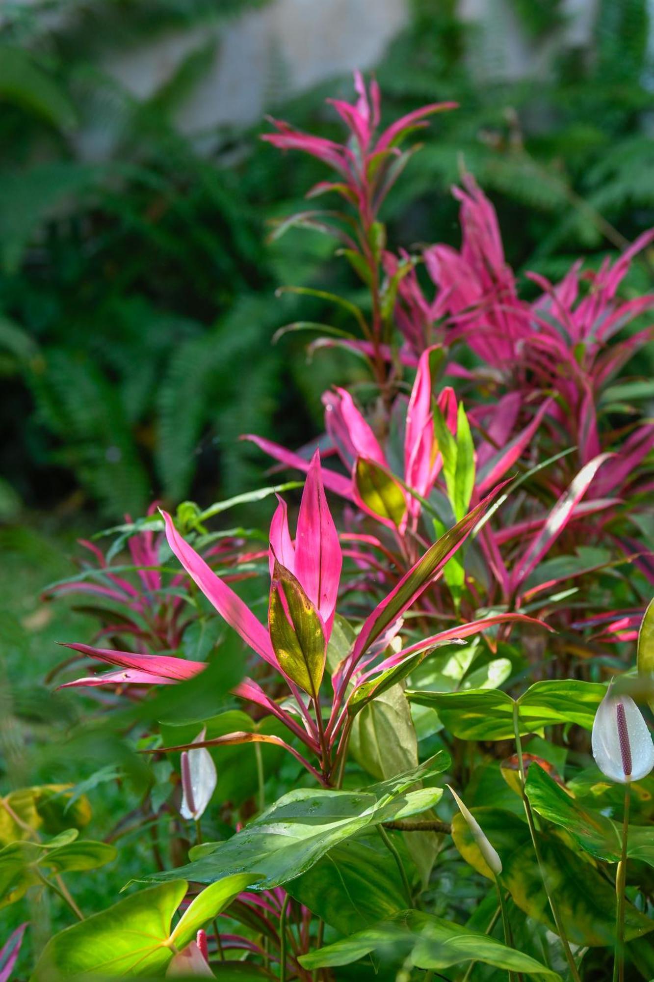 Bed and Breakfast Le Medinilla Bras-Panon Exteriér fotografie